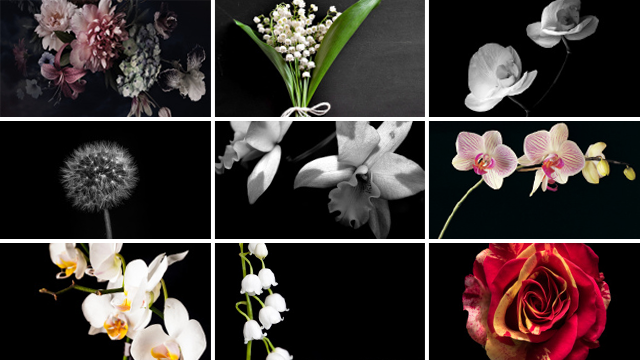 Overzicht van inductiebeschermer bloemen collectiebeelden