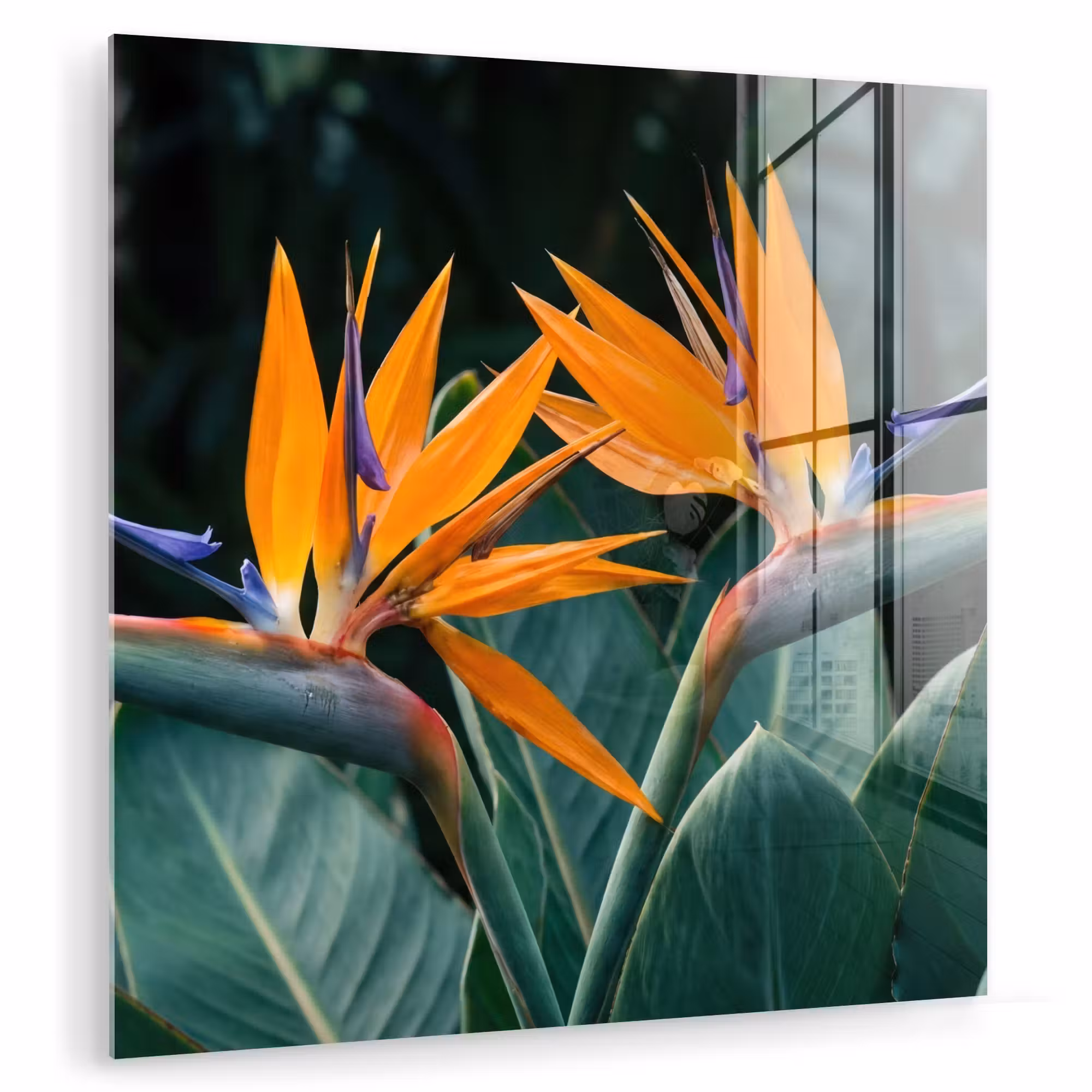 Glas schilderij - Paradijsvogel - Bloem - Exotisch