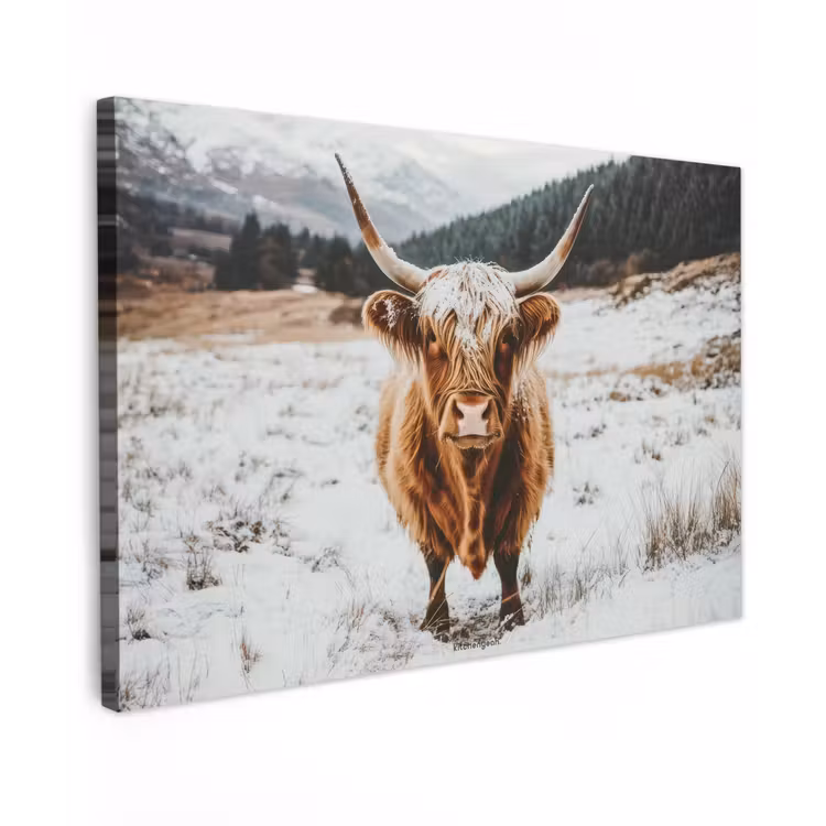 Canvas schilderij - Schotse Hooglander - Sneeuw - Winter - Dieren — 1